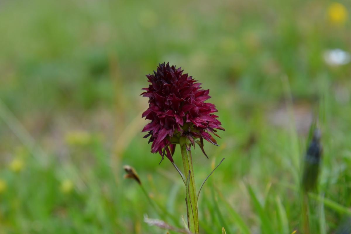 Latschenoelbrennerei und Platzer Alm 09.07.2019